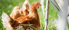 Gallina Geflügel